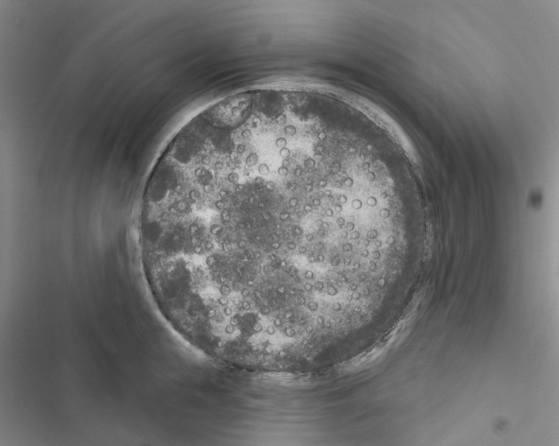 X0000116430855201001191509