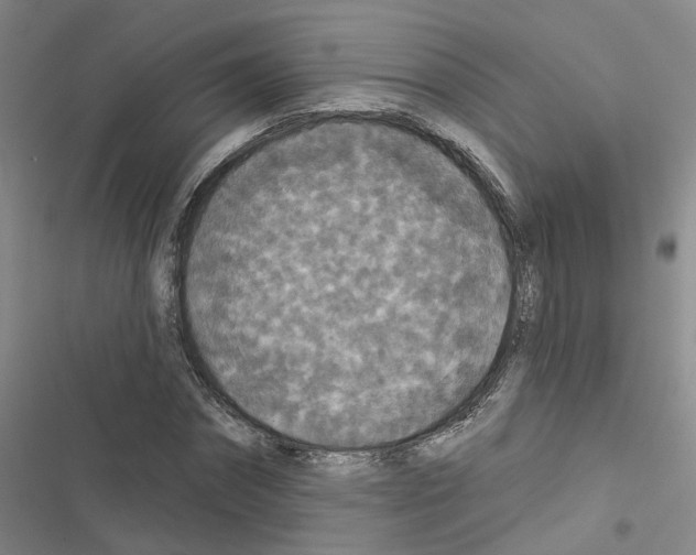 X0000116430874201001191509