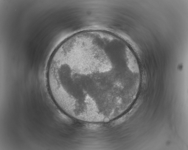 X0000116431278201001191503