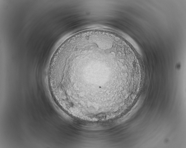 X0000116431338201001191503