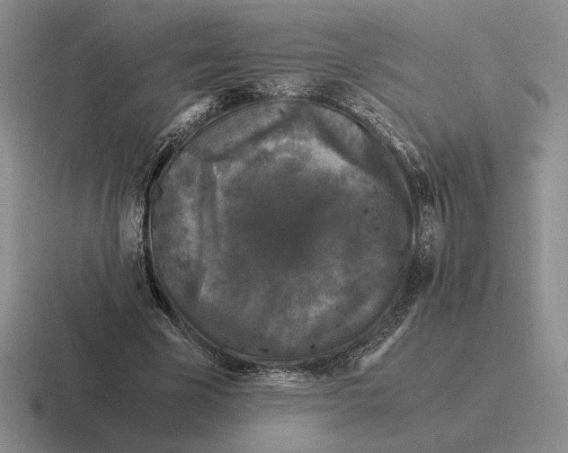 X0000116440585201001051206