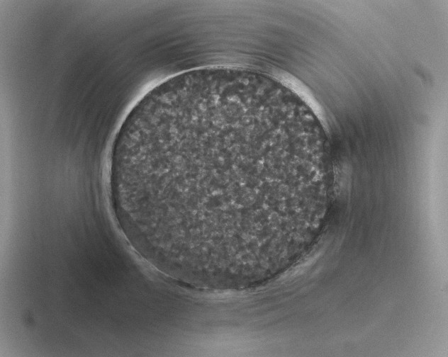 X0000116441099201001051200