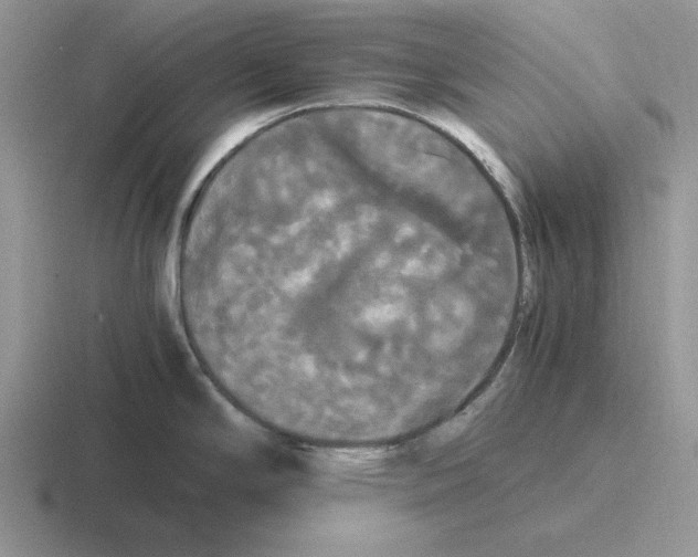 X0000116441294201001051157