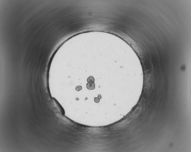 X0000116440904201001191529