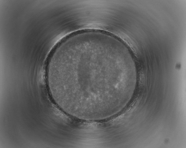 X0000116440926201001191529