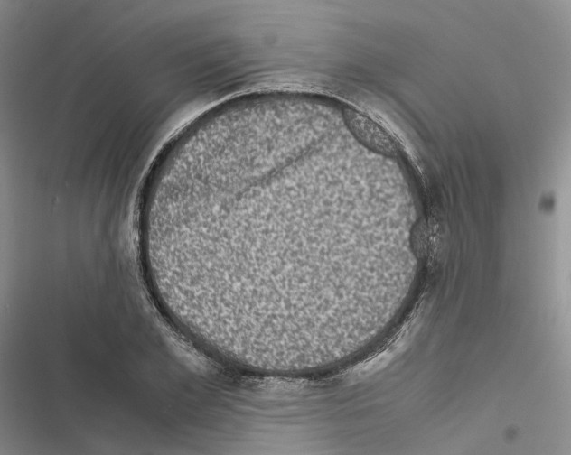 X0000116440981201001191528