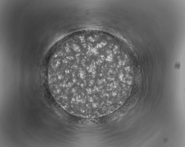 X0000116441255201001191524