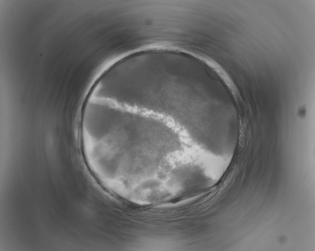 X0000116441295201001191524