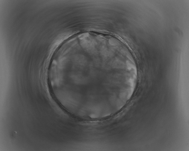 X0000116450049200912291955