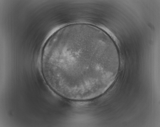 X0000116451294200912291940