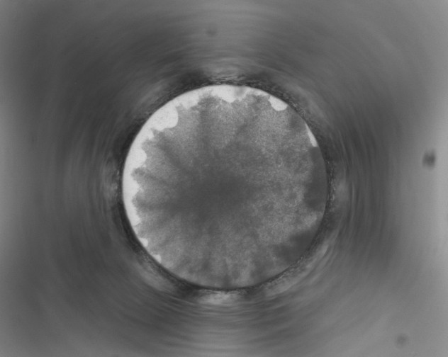 X0000116450081201001191601