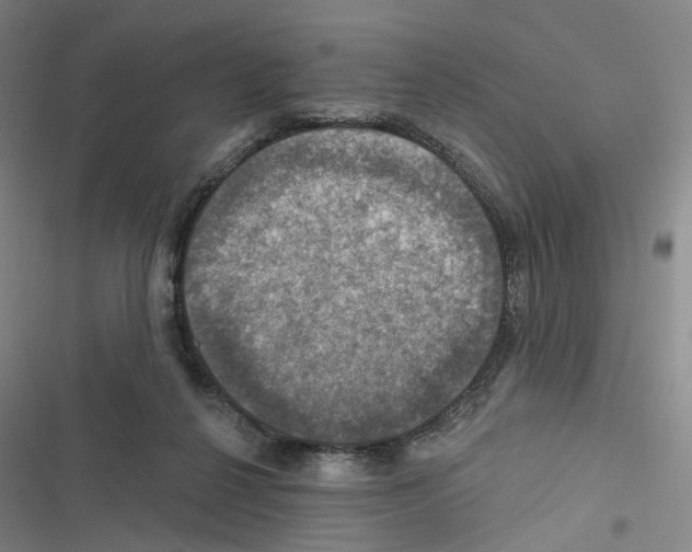 X0000116450264201001191559