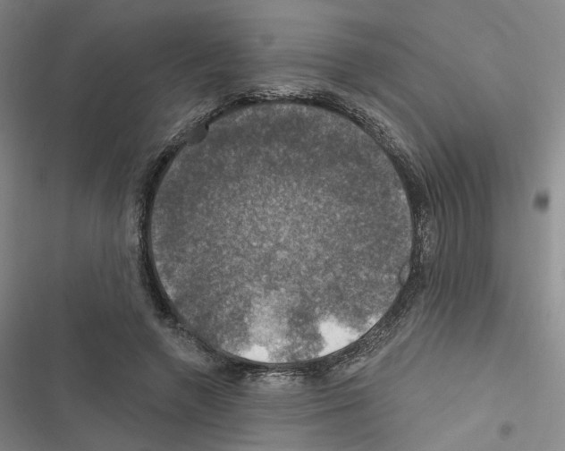 X0000116450546201001191555