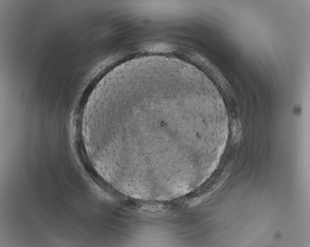 X0000116450725201001191552