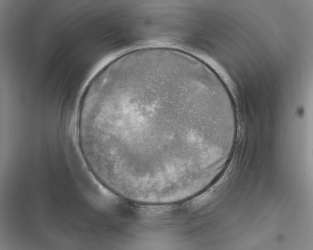 X0000116451294201001191545