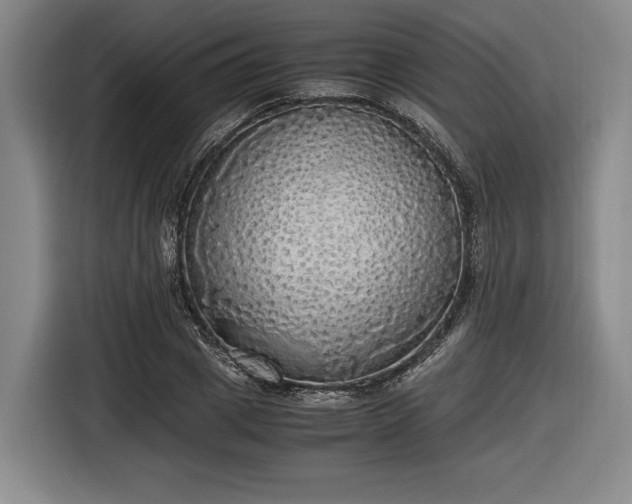 X0000116460833200912161230