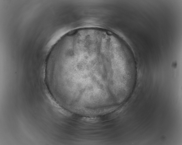 X0000116461415200912231351