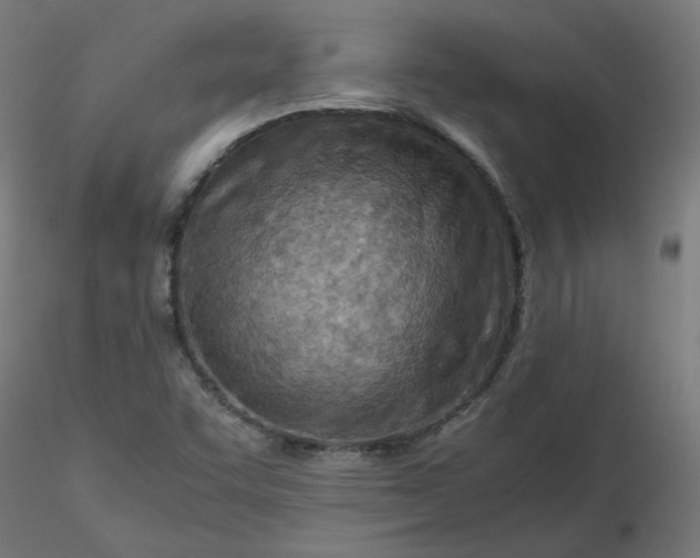 X0000116461455200912231351