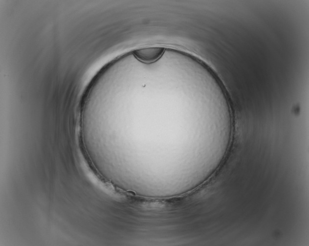 X0000116461515200912231350