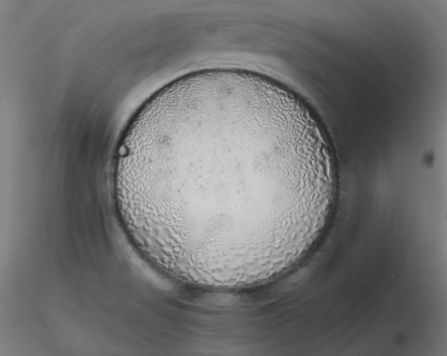 X0000116461517200912231350