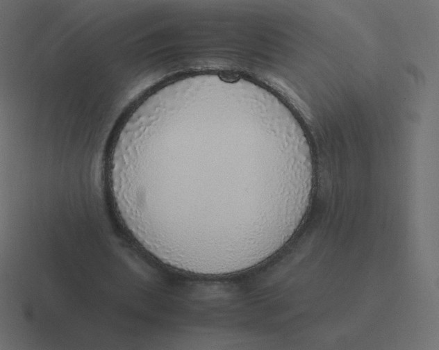 X0000116460439200912292010