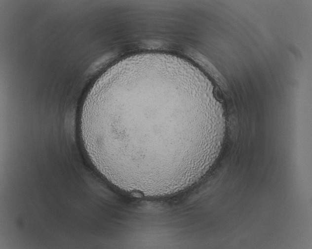 X0000116460442200912292010