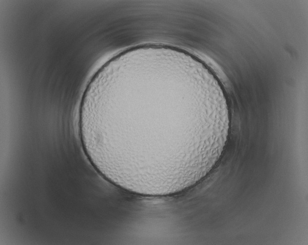 X0000116461199200912292001