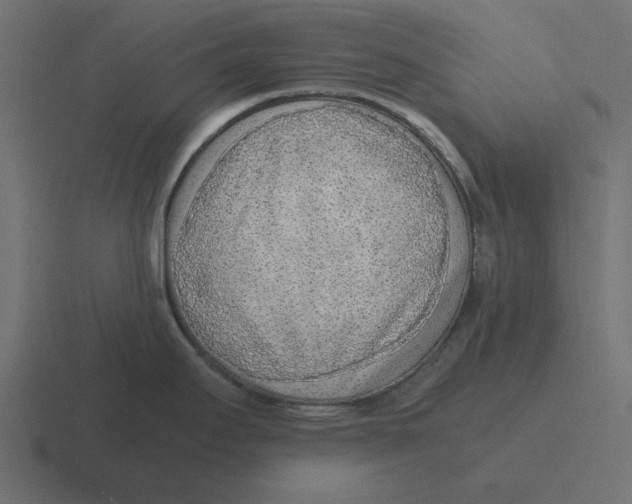 X0000116461295200912292000