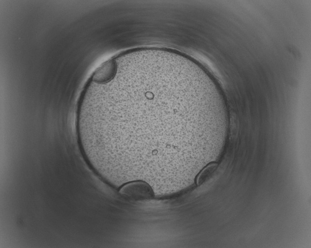 X0000116461424200912291958