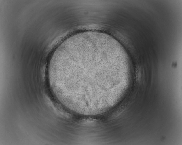 X0000116460206201001061045