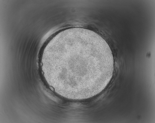 X0000116460246201001061044