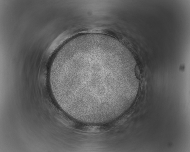 X0000116460295201001061044