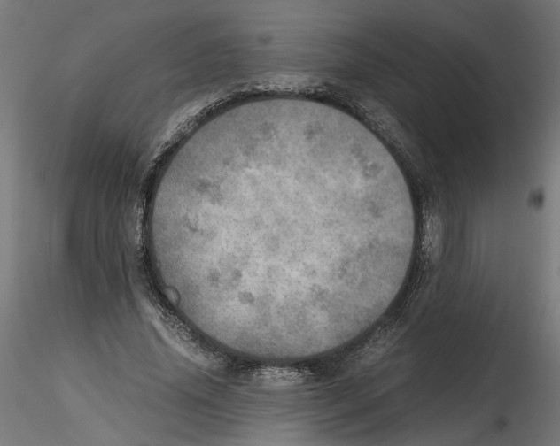 X0000116460636201001061039