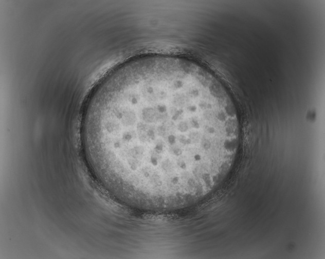 X0000116460679201001061039