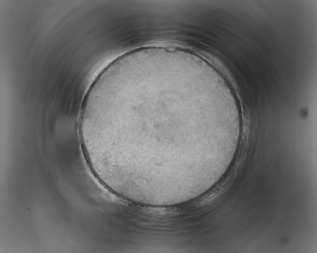 X0000116460855201001061037