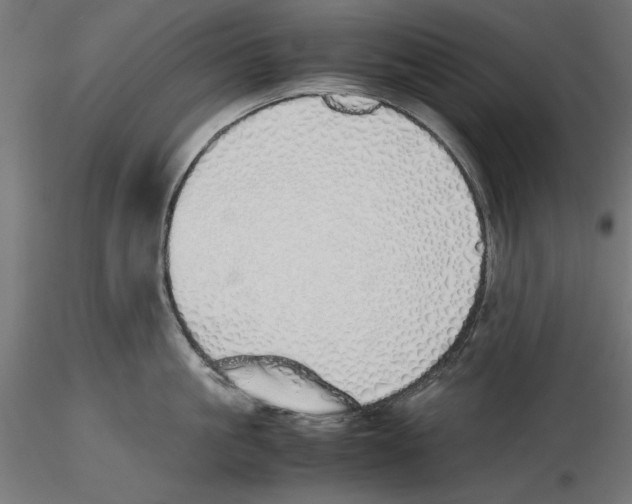 X0000116460861201001061037