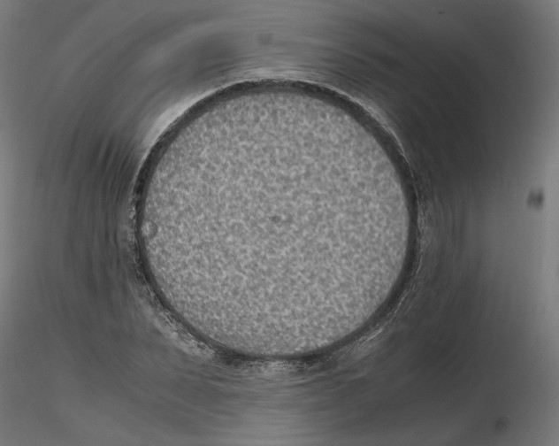 X0000116460879201001061036