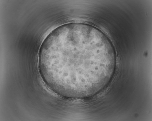 X0000116460891201001061036