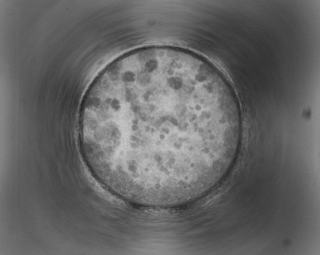 X0000116460895201001061036