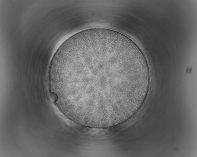 X0000116461056201001061034