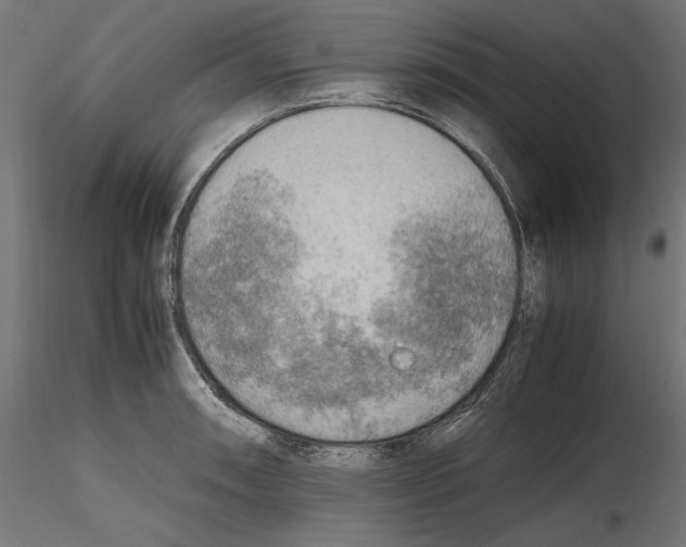 X0000116461090201001061033