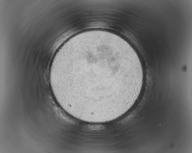X0000116461129201001061032