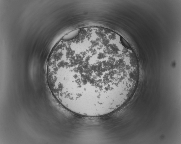 X0000116461198201001061032