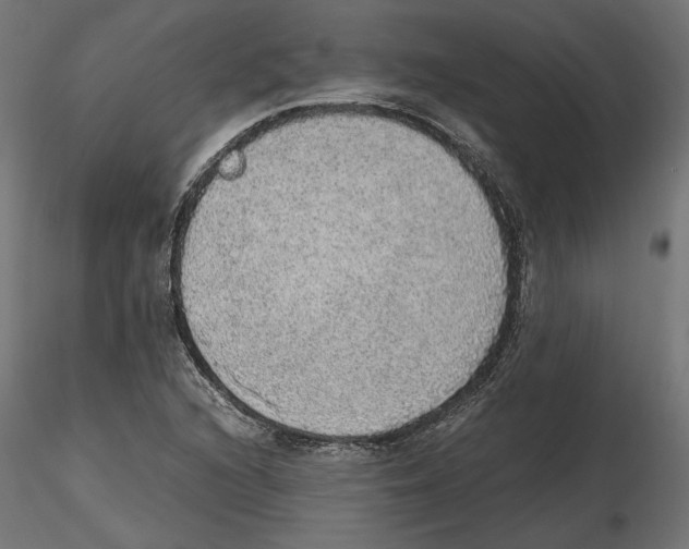 X0000116461216201001061031