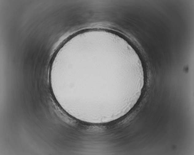 X0000116461224201001061031