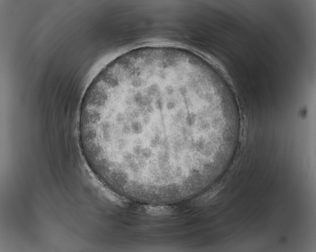 X0000116461231201001061031