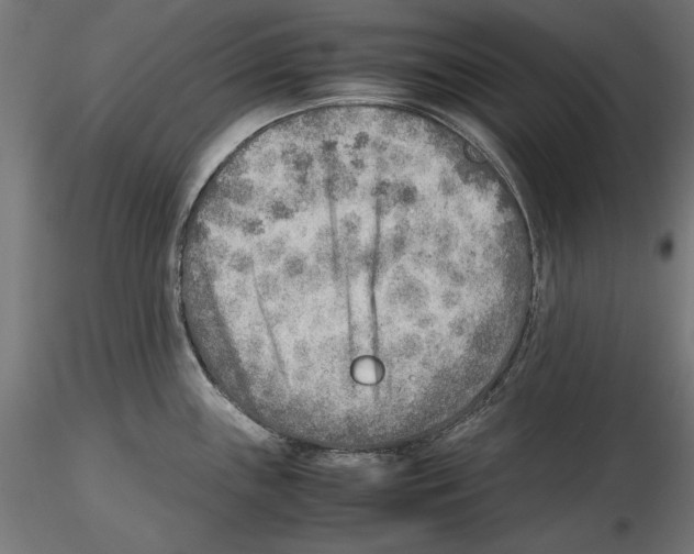 X0000116461243201001061031