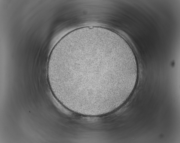 X0000116461244201001061031