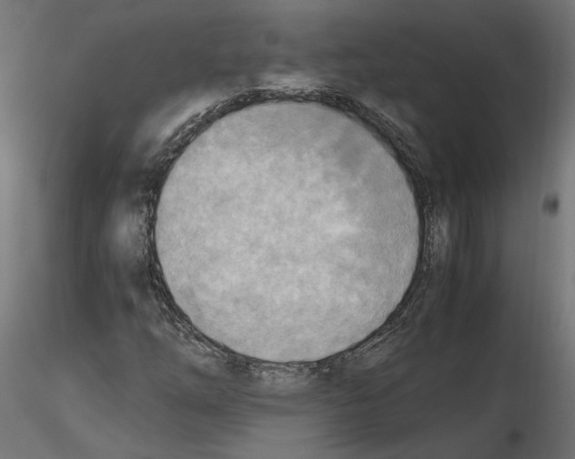 X0000116461254201001061031