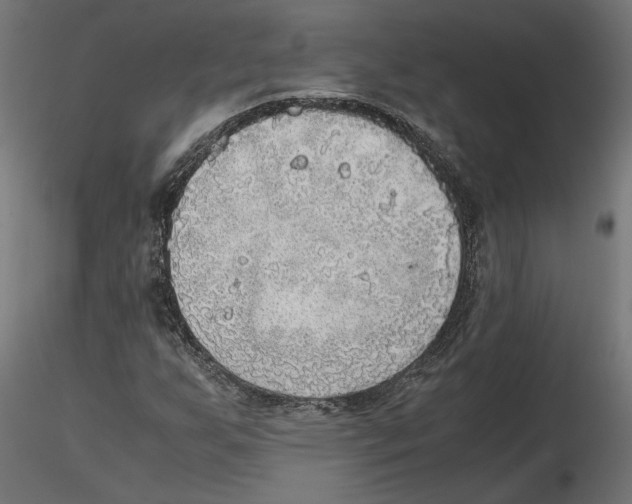 X0000116461255201001061031